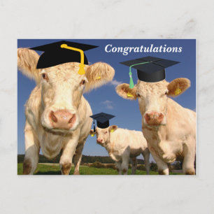 Kühe Gratulationsparty Postkarte