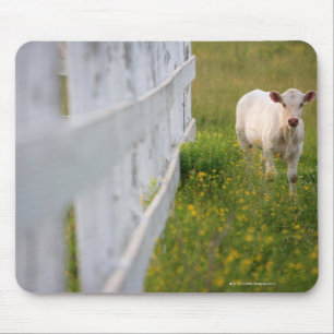 Kühe im Feld Mousepad