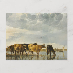 Kühe im Fluss Aelbert Cuyp Postkarte