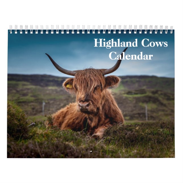 Kühe im Hochland 2025 Kalender (Titelbild)