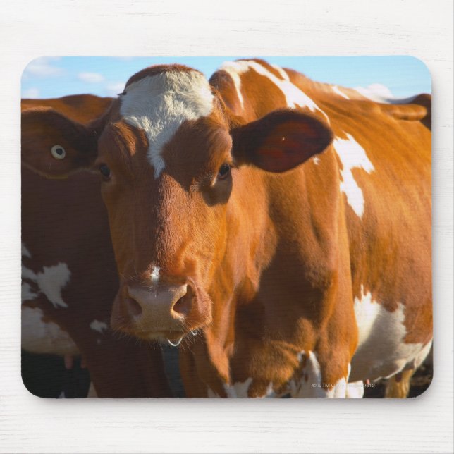 Kühe im landwirtschaftlichen Betrieb Mousepad (Vorne)