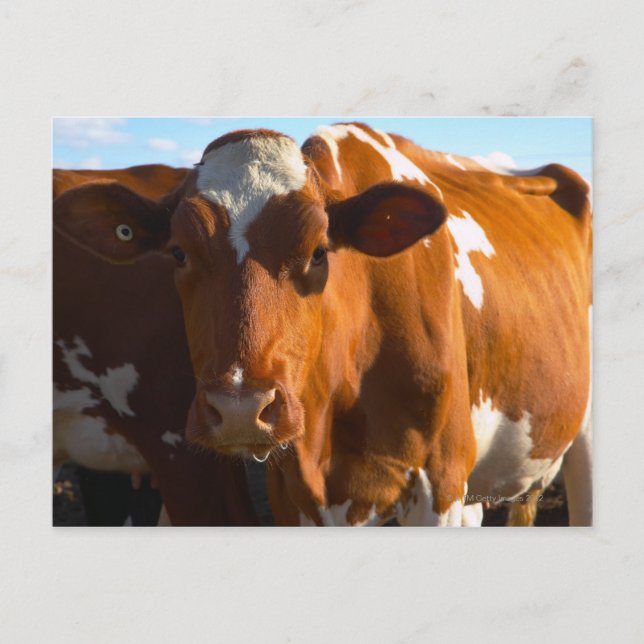 Kühe im landwirtschaftlichen Betrieb Postkarte (Vorderseite)