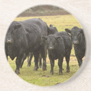 Kühe im Regen Untersetzer