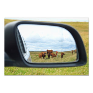 Kühe im Spiegel Fotodruck