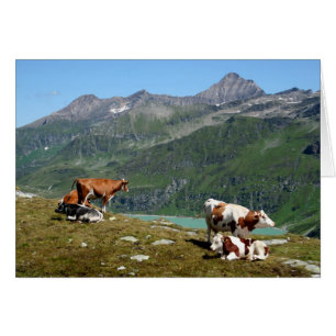 Kühe in den Bergen