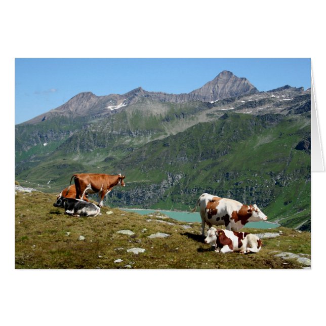 Kühe in den Bergen (Vorderseite (Horizontal))