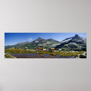 Kühe in den Bergen Poster