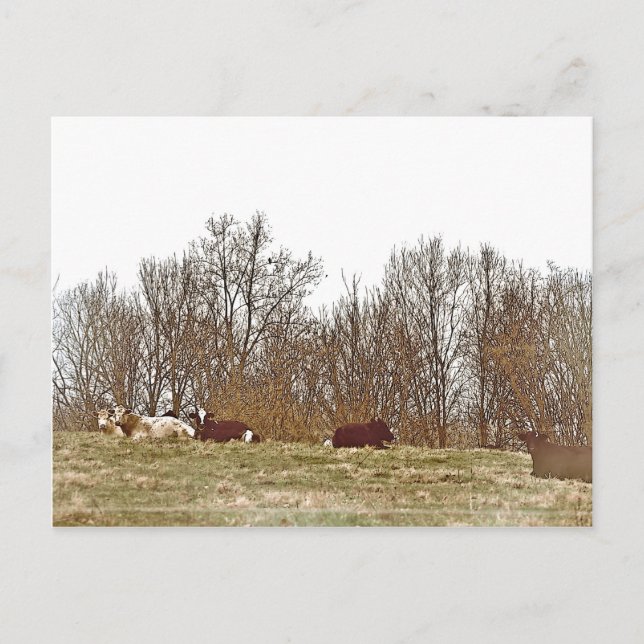 Kühe in einem Feld Postkarte (Vorderseite)