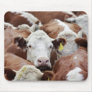 Kühe in einer Hürde Mousepad