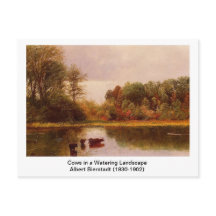 Kühe in einer Wasserlandschaft von Albert B.