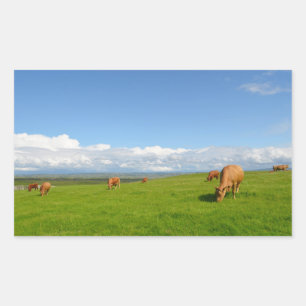Kühe in einer Wiese in rechteckigem Aufkleber