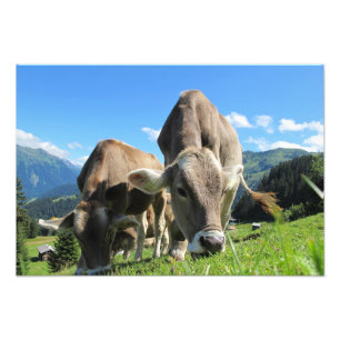 Kühe in Österreich Fotodruck