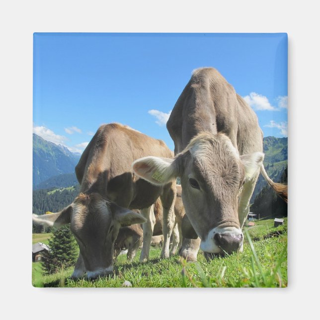 Kühe Magnet (Vorne)