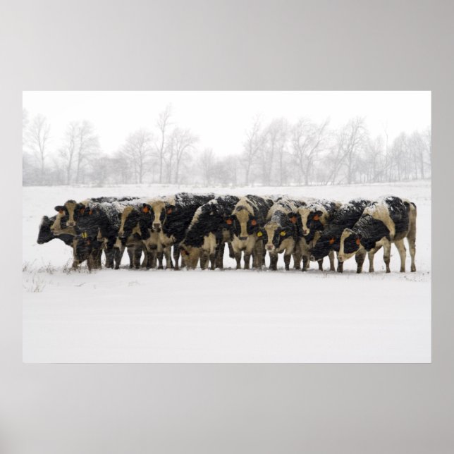 Kühe Poster (Vorne)