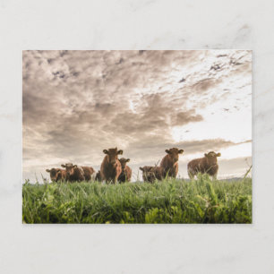 Kühe Postkarte