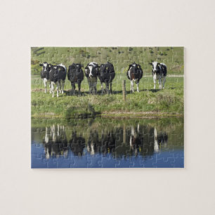 Kühe spiegeln sich im Kanal, Henley, Taieri-Ebene,