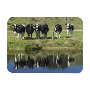 Kühe spiegeln sich im Kanal, Henley, Taieri-Ebene, Magnet