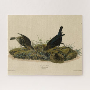 Kuhfedervogel (Cowbird) Audubons Vögel in Amerika