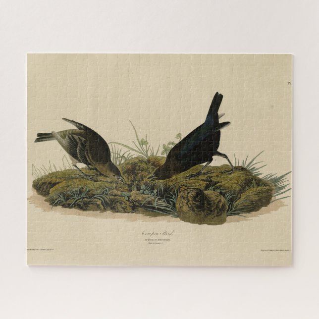 Kuhfedervogel (Cowbird) Audubons Vögel in Amerika (Horizontal)