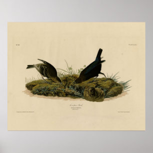 Kuhfedervogel (Cowbird) Audubons Vögel in Amerika Poster