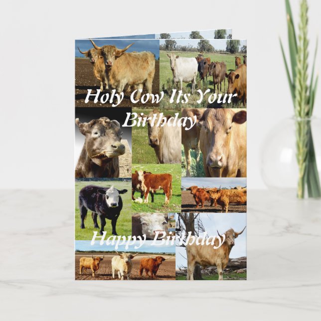 Kuhfoto Collage, Geburtstag Karte (Vorderseite)