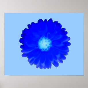 Kühles Blaues Ringelblumen-Poster Poster