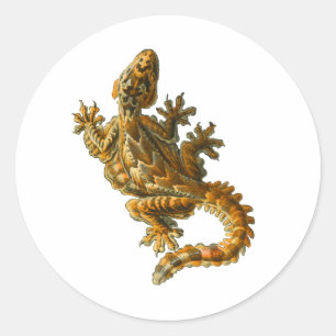 Kuhls fliegender Gecko Runder Aufkleber