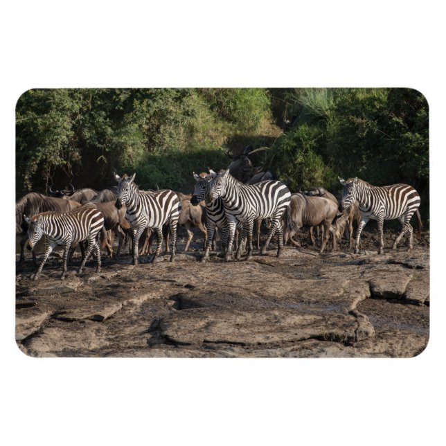 Kühlschrank-Bildvorlage 4 x 6 Magnet (Horizontal)