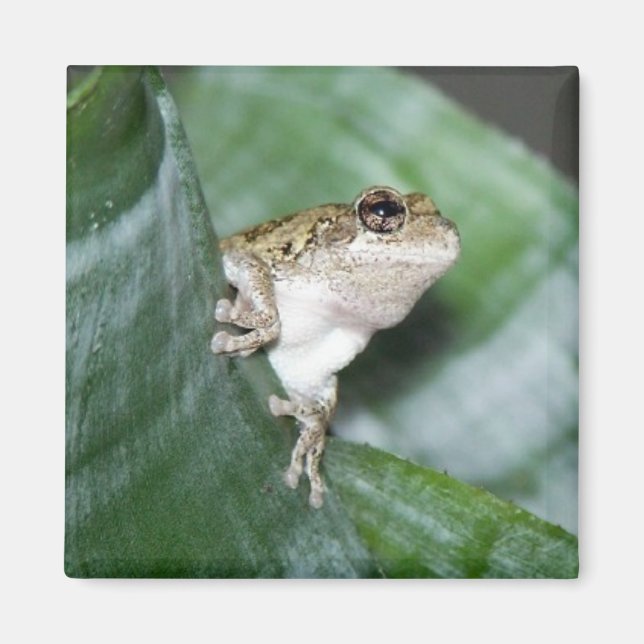 'Kühlschrank Frog Magnet (Vorne)