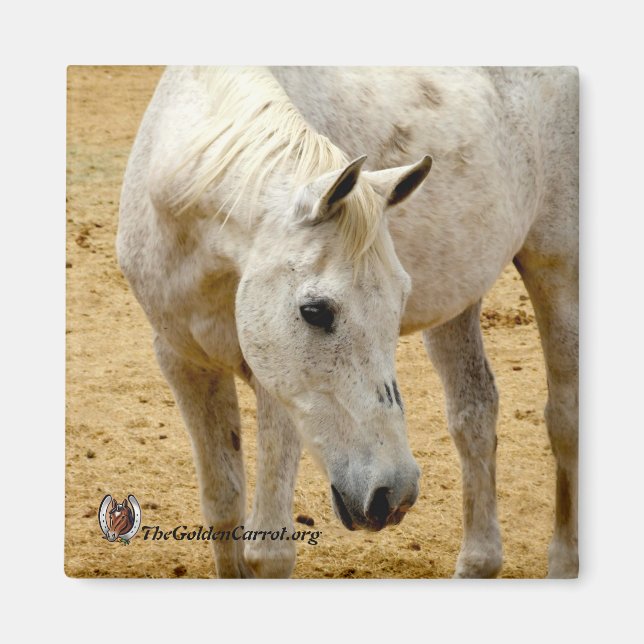 Kühlschrank Magnet "Lester" (Vorne)