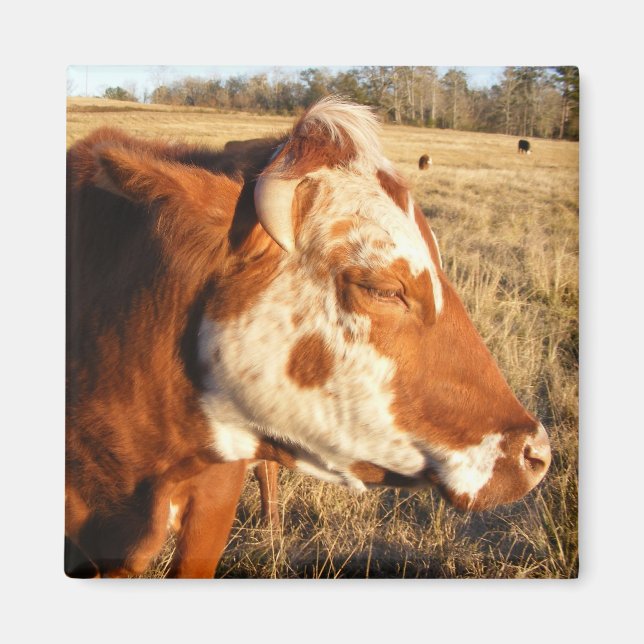 Kuhmagnet: Extravagant Magnet (Vorne)