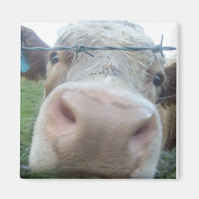 Kuhmagnet Magnet (Vorne)