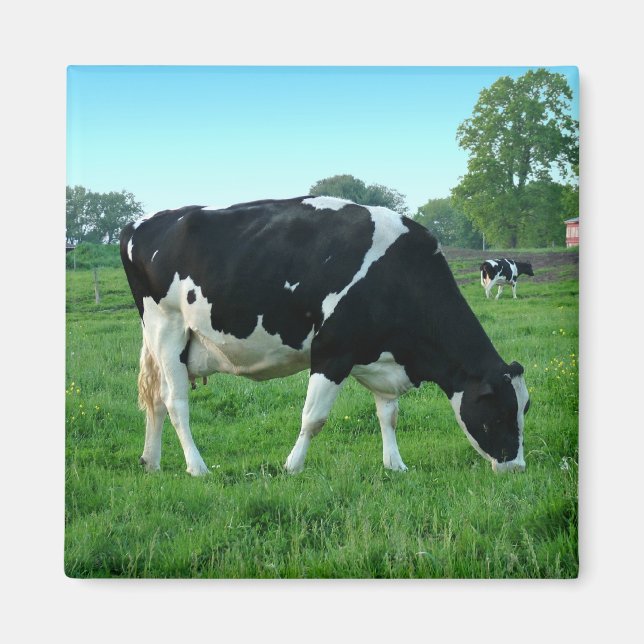 Kuhmagnete Magnet (Vorne)