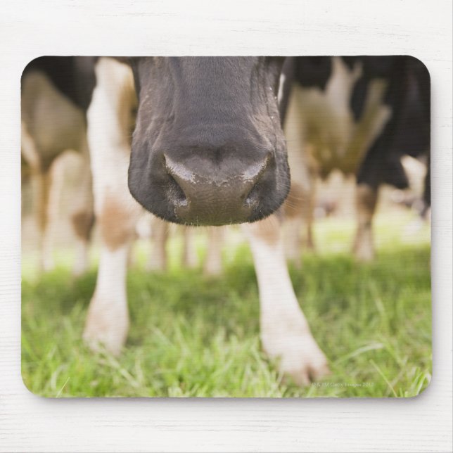 Kuhnase Mousepad (Vorne)