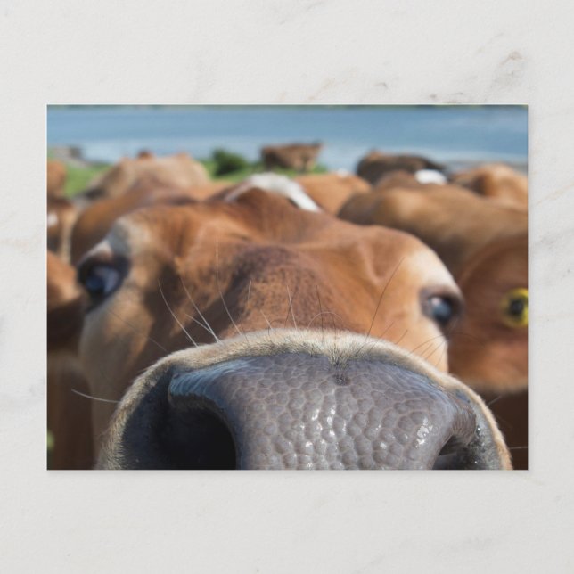 Kuhnase schließen postkarte (Vorderseite)