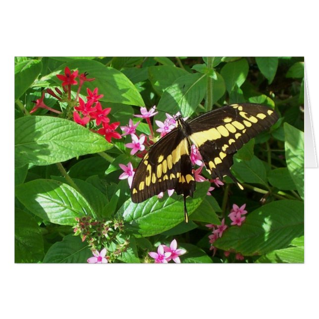 kühne Wings (Vorderseite (Horizontal))