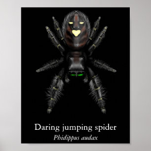 Kühnes Springspinnen-Poster (Halbglanz) Poster