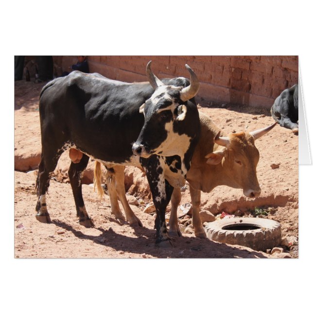Kuhschalen mit Horns-Grußkarte (Vorderseite (Horizontal))