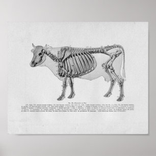 Kuhskelettanatomie Vintage Druckausgabe Poster