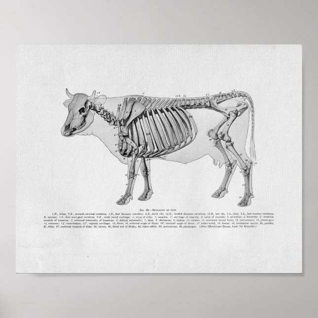 Kuhskelettanatomie Vintage Druckausgabe Poster (Vorne)