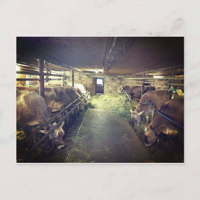 Kuhstall Postkarte (Vorderseite)