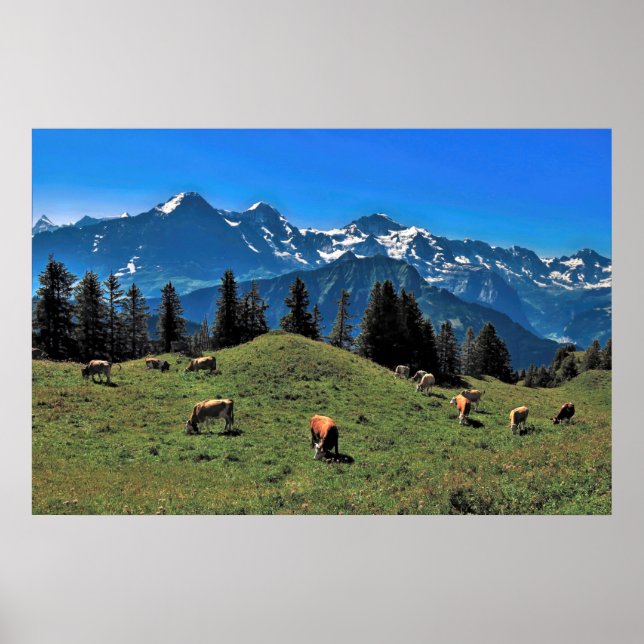Kuhweide in den Alpen Poster (Vorne)