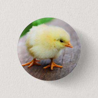 Küken-Button Button