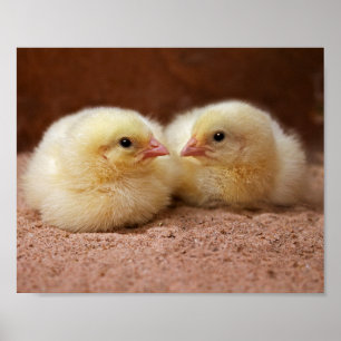 Küken Druck Poster