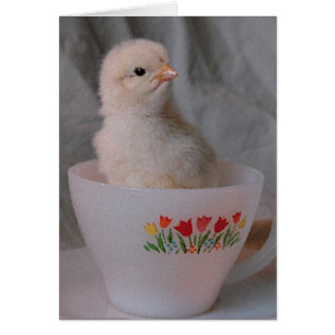 Küken in einer antiken Teetasse