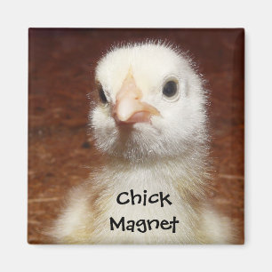 Küken-Magnet - niedliches Küken-Foto Magnet