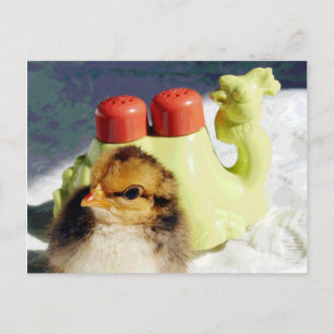 Küken und Kamel Postkarte
