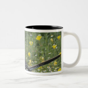 Kükenhase, Geococcyx californianus, Zweifarbige Tasse