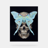 kull et Luna Moth — Memento Mori Impasto Poster