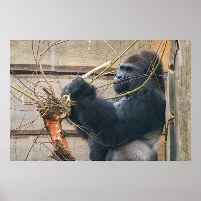 Kumi the Silverback Gorilla hat einen Barackenack Poster (Vorne)